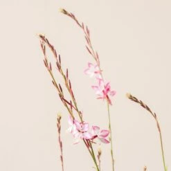 Gaura Lindheimeri ‘Rosyjane’ -Plant Discount Store G 17430 6016511130cdb