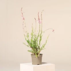 Gaura Lindheimeri ‘Rosyjane’ -Plant Discount Store G 17430 6016512514172 1