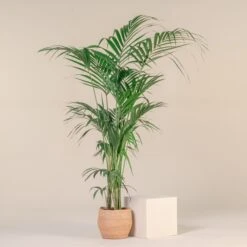 Howea Forsteriana 11 Howea Forsteriana -Plant Discount Store HFO 12T 60a93dd8fe928