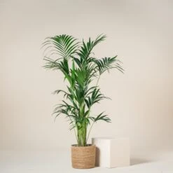 Howea Forsteriana 10 Howea Forsteriana -Plant Discount Store HFO 9T 60a93dd6eecd0