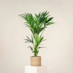 Howea Forsteriana 8 Howea Forsteriana -Plant Discount Store HFO 60a93dbb5d628