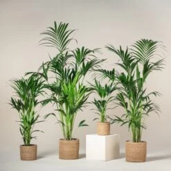 Howea Forsteriana 9 Howea Forsteriana -Plant Discount Store HFO 60a93dbfb63e4