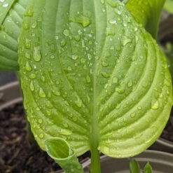 Hosta ‘Guacamole’ 20 Hosta ‘Guacamole’ -Plant Discount Store HGU 61542d224fcfc