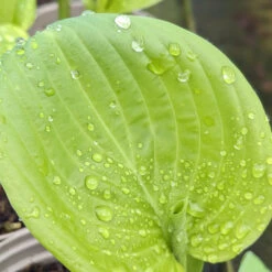 Hosta ‘Guacamole’ 21 Hosta ‘Guacamole’ -Plant Discount Store HGU 61542d250c2c7