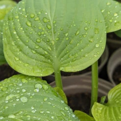 Hosta ‘Guacamole’ 22 Hosta ‘Guacamole’ -Plant Discount Store HGU 61542d29e8ef0