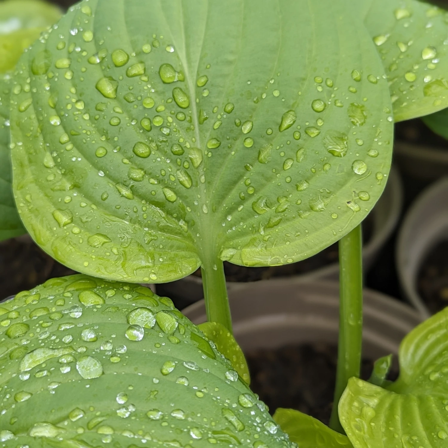 Hosta ‘Guacamole’ 6 Hosta ‘Guacamole’ - Image 6