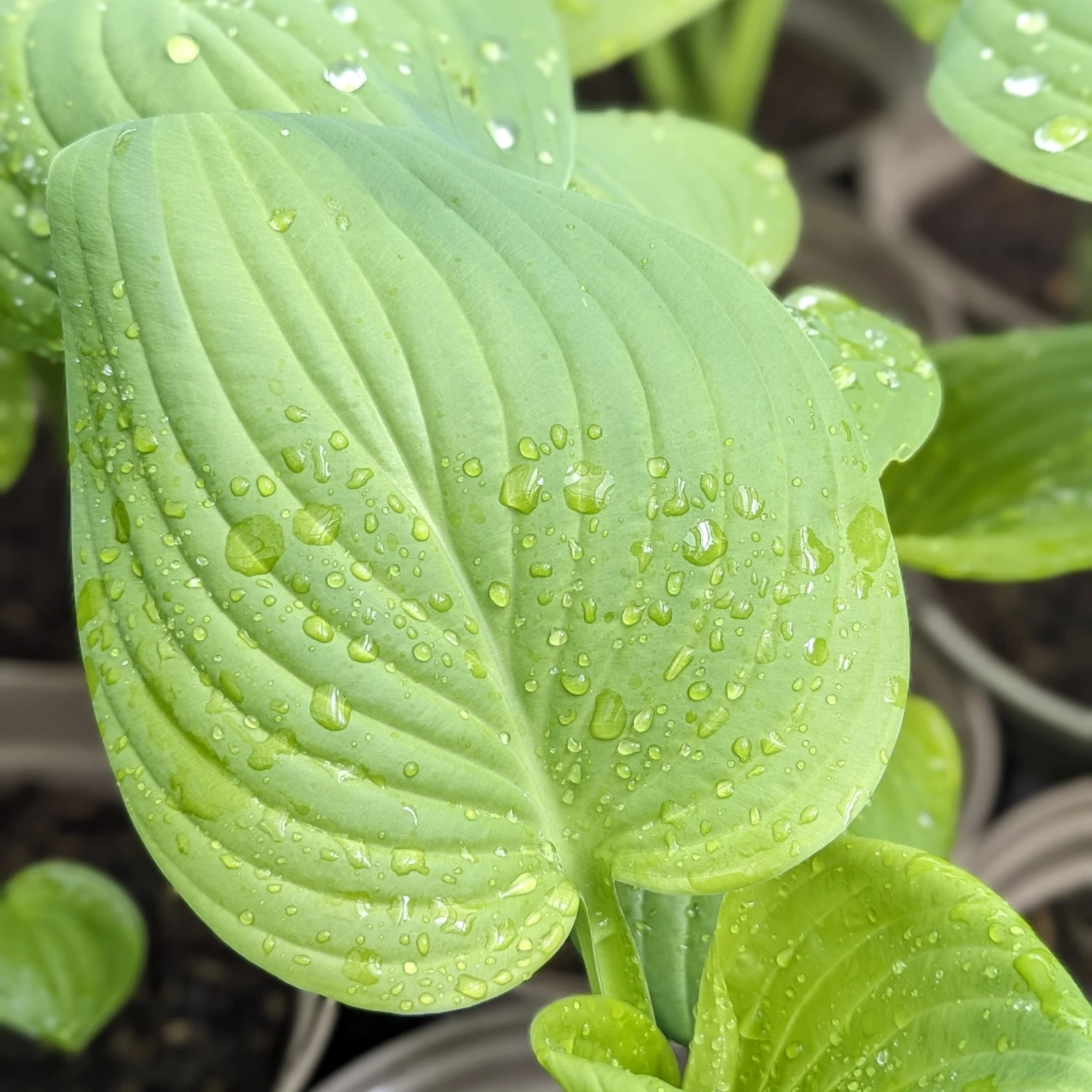 Hosta ‘Guacamole’ 7 Hosta ‘Guacamole’ - Image 7