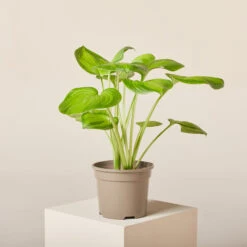 Hosta ‘Guacamole’ 19 Hosta ‘Guacamole’ -Plant Discount Store HGU 61993ffdb62cf 1 1