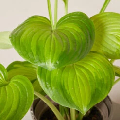 Hosta ‘Guacamole’ 30 Hosta ‘Guacamole’ -Plant Discount Store HGU 61993fffe4639