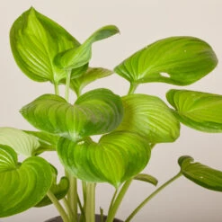 Hosta ‘Guacamole’ 31 Hosta ‘Guacamole’ -Plant Discount Store HGU 6199400208581 1