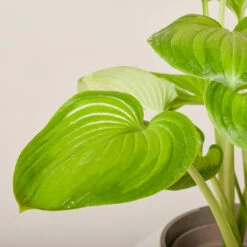 Hosta ‘Guacamole’ 32 Hosta ‘Guacamole’ -Plant Discount Store HGU 6199400449850 1