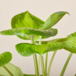 Hosta ‘Guacamole’ 33 Hosta ‘Guacamole’ -Plant Discount Store HGU 619940067dc0a 1