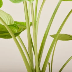 Hosta ‘Guacamole’ 28 Hosta ‘Guacamole’ -Plant Discount Store HGU 6199400a4943e