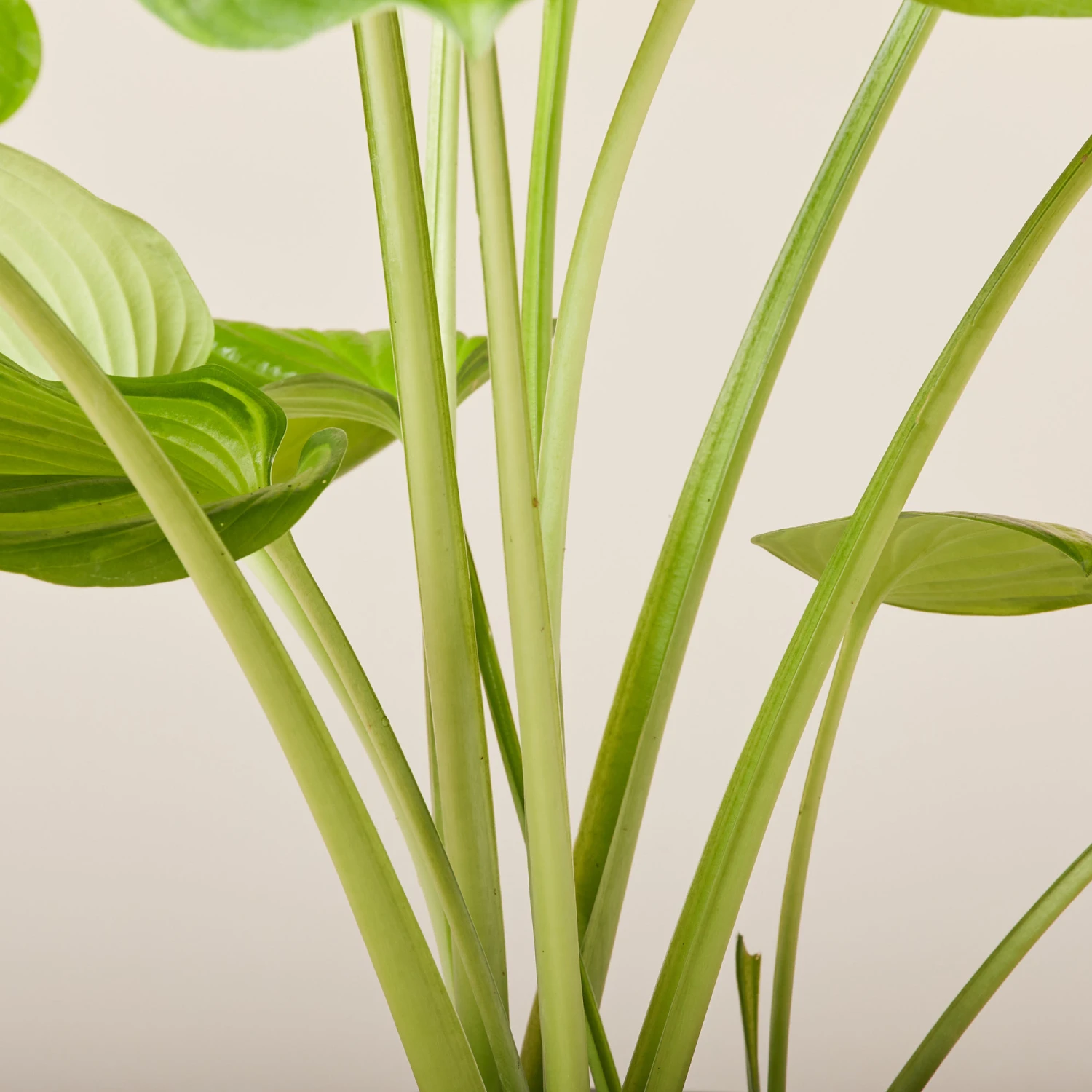 Hosta ‘Guacamole’ 12 Hosta ‘Guacamole’ - Image 12