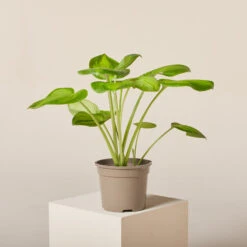 Hosta ‘Guacamole’ 29 Hosta ‘Guacamole’ -Plant Discount Store HGU 6199400fe8c76