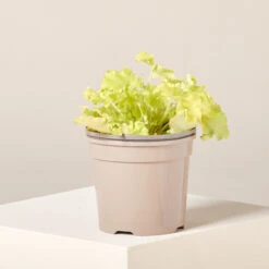 Heuchera âLime Marmaladeâ