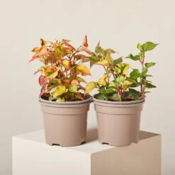 Houttuynia Cordata ‘Chameleon’ 7 Houttuynia Cordata ‘Chameleon’ -Plant Discount Store HOC 619946667e7d9