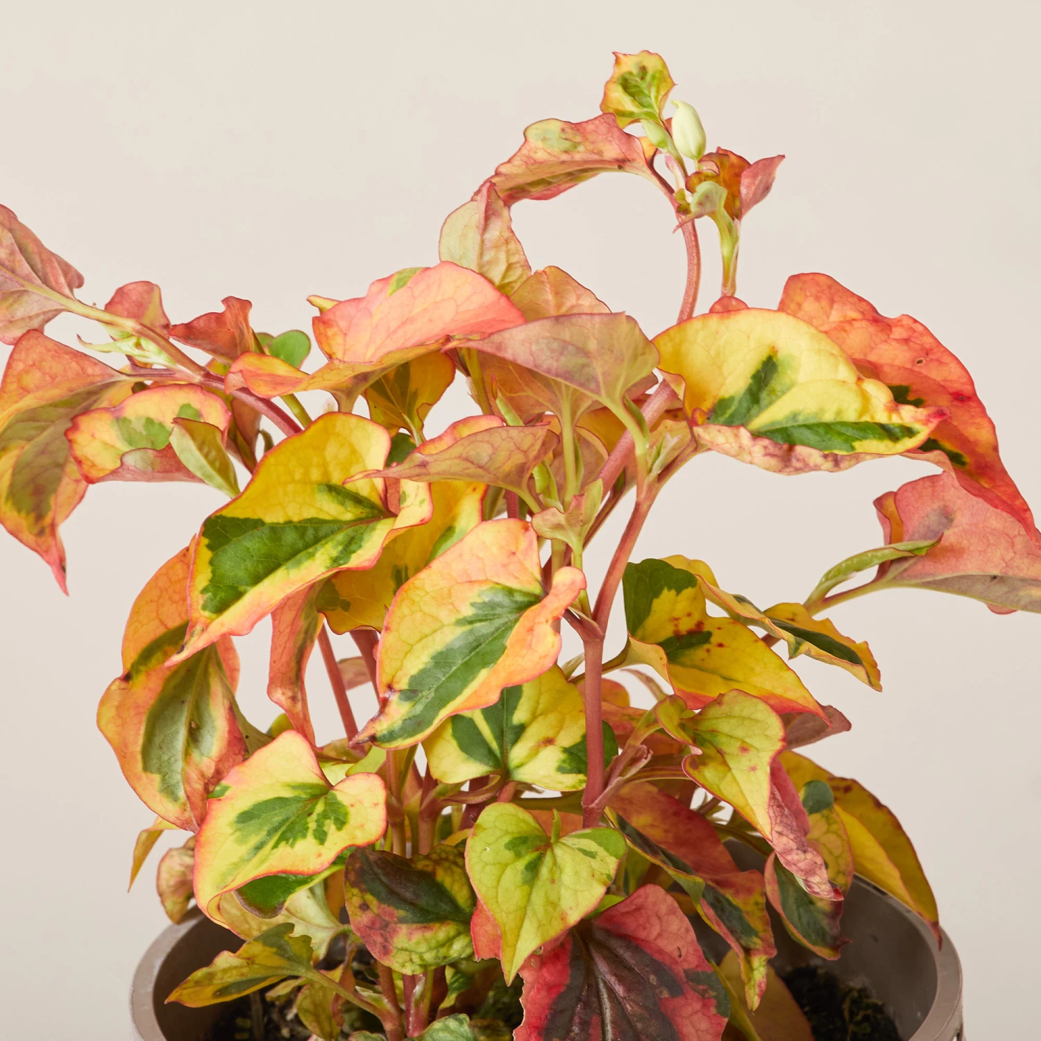 Houttuynia Cordata ‘Chameleon’ 2 Houttuynia Cordata ‘Chameleon’ - Image 2