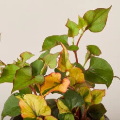 Houttuynia Cordata ‘Chameleon’ 6 Houttuynia Cordata ‘Chameleon’ -Plant Discount Store HOC 61994673d25f5