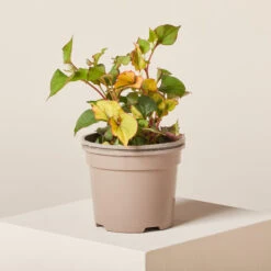 Houttuynia Cordata ‘Chameleon’