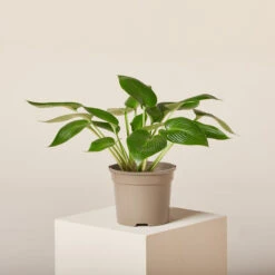 Hosta ‘Devon Green’