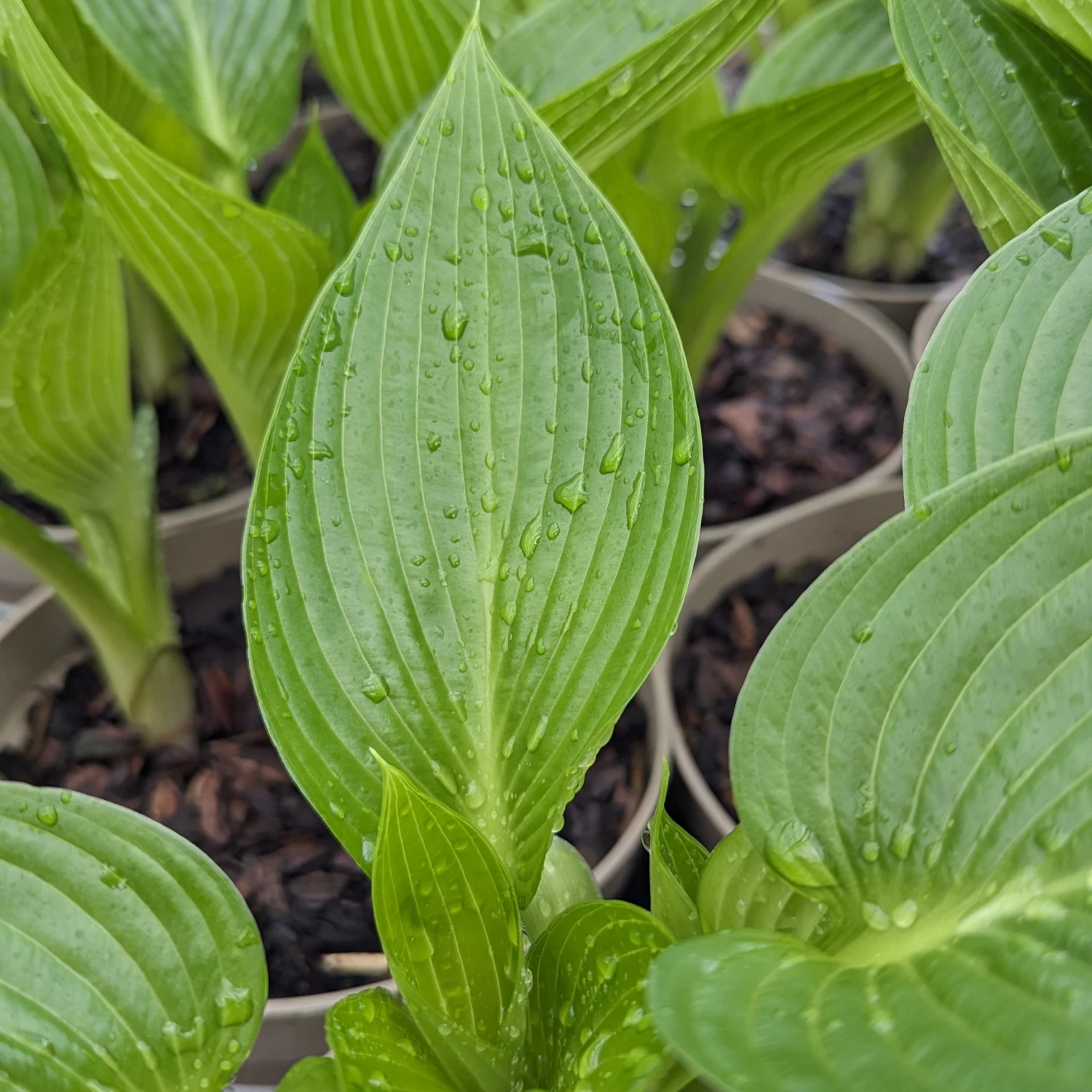 Hosta ‘Devon Green’ 6 Hosta ‘Devon Green’ - Image 6