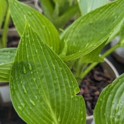 Hosta ‘Devon Green’ 20 Hosta ‘Devon Green’ -Plant Discount Store HOD 61542b4ef4fa4