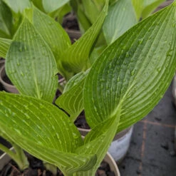 Hosta ‘Devon Green’ 17 Hosta ‘Devon Green’ -Plant Discount Store HOD 61542b54bac7a 1