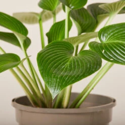 Hosta ‘Devon Green’ 22 Hosta ‘Devon Green’ -Plant Discount Store HOD 61993ed39327e