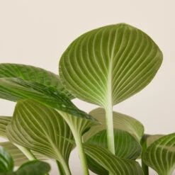 Hosta ‘Devon Green’ 23 Hosta ‘Devon Green’ -Plant Discount Store HOD 61993ed5f3909