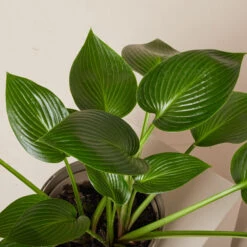 Hosta ‘Devon Green’ 24 Hosta ‘Devon Green’ -Plant Discount Store HOD 61993ed80fc03