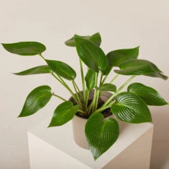 Hosta ‘Devon Green’ 27 Hosta ‘Devon Green’ -Plant Discount Store HOD 61993eda52fa0