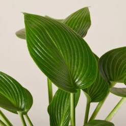 Hosta ‘Devon Green’ 26 Hosta ‘Devon Green’ -Plant Discount Store HOD 61993ee0fde84