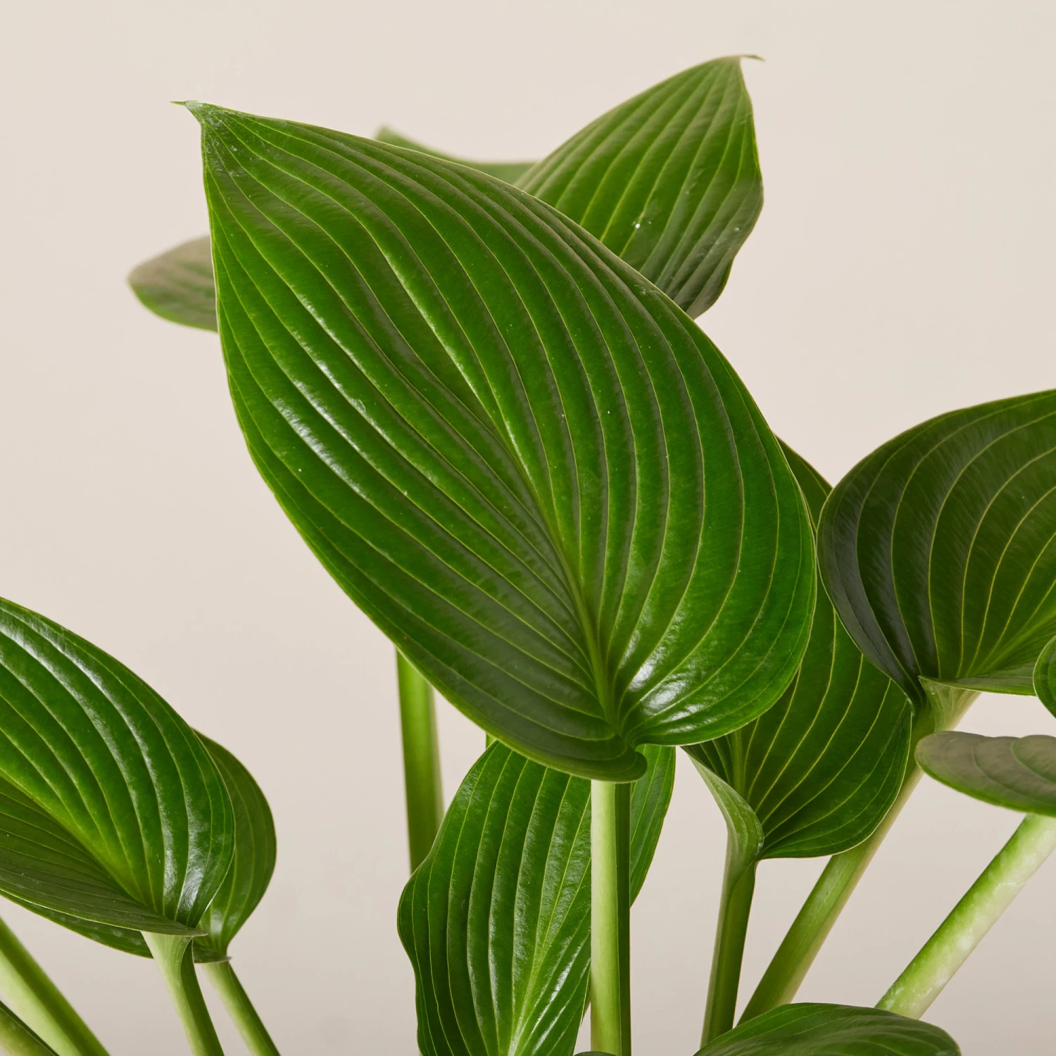 Hosta ‘Devon Green’ 13 Hosta ‘Devon Green’ - Image 13