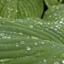 Hosta ‘Sum And Substance’ -Plant Discount Store HSS 61542c880e2cb