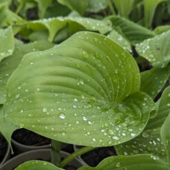 Hosta ‘Sum And Substance’ -Plant Discount Store HSS 61542c8a94945