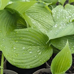 Hosta ‘Sum And Substance’