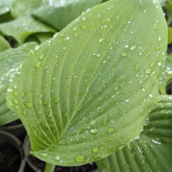 Hosta ‘Sum And Substance’ -Plant Discount Store HSS 61542c8f70c39