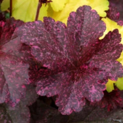 Heuchera ‘Midnight Rose’ 5 Heuchera ‘Midnight Rose’ -Plant Discount Store HUM 615cff11548ee