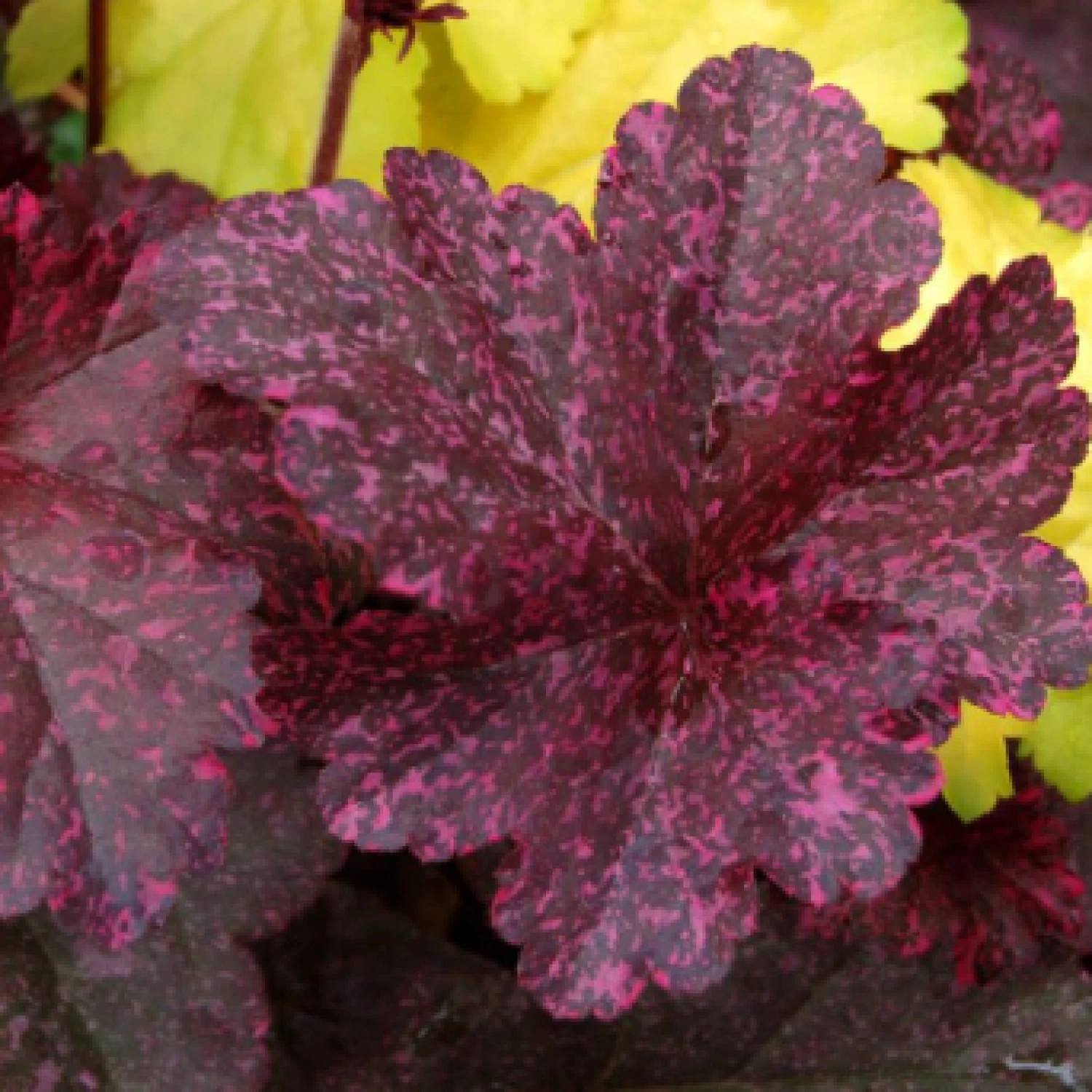 Heuchera ‘Midnight Rose’ 3 Heuchera ‘Midnight Rose’ - Image 3