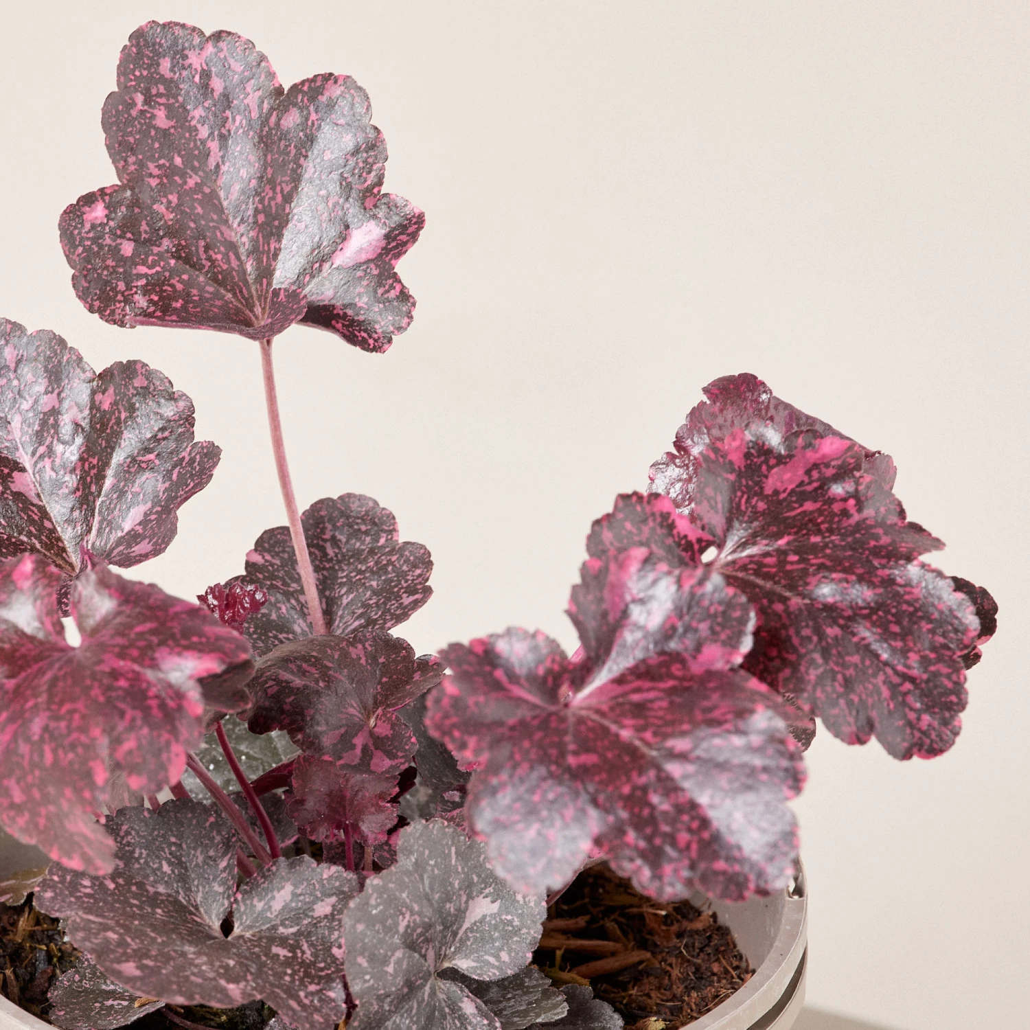 Heuchera ‘Midnight Rose’ 2 Heuchera ‘Midnight Rose’ - Image 2
