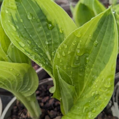 Hosta ‘Wide Brim’ 5 Hosta ‘Wide Brim’ -Plant Discount Store HWB 61542bb2ec05b