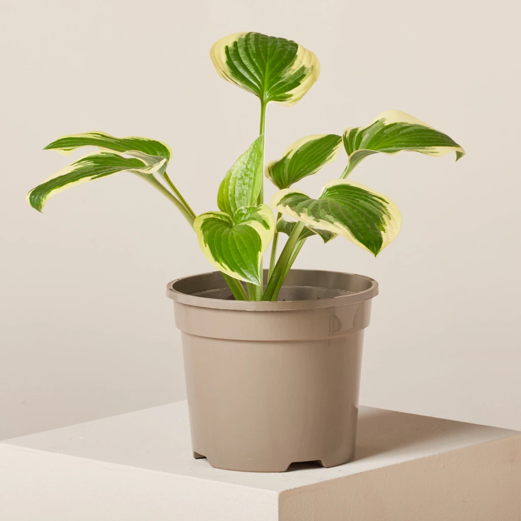 Hosta ‘Wide Brim’ 1 Hosta ‘Wide Brim’