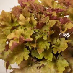 Heuchera ‘Marmalade’ -Plant Discount Store H 15461 6044bbc62d5fc