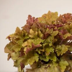 Heuchera ‘Marmalade’ -Plant Discount Store H 15461 6044bbc89afad