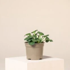 Hosta ‘Blue Mouse Ears’ -Plant Discount Store H 16137 6044bd02a7ace