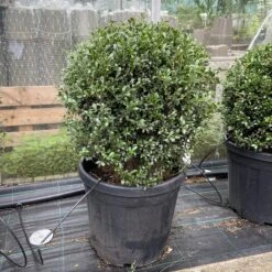 Ilex Crenata ‘Golden Gem’
