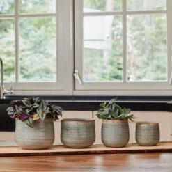 Indoor Pot Iris Mint 15 Indoor Pot Iris Mint -Plant Discount Store IND MI 2 1