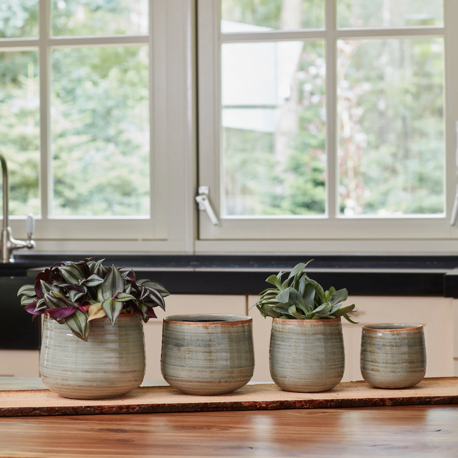 Indoor Pot Iris Mint 8 Indoor Pot Iris Mint - Image 8