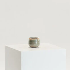 Indoor Pot Iris Mint 10 Indoor Pot Iris Mint -Plant Discount Store IND MI 7